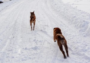 Chasing Lola. Michigan, Christmas 2012.